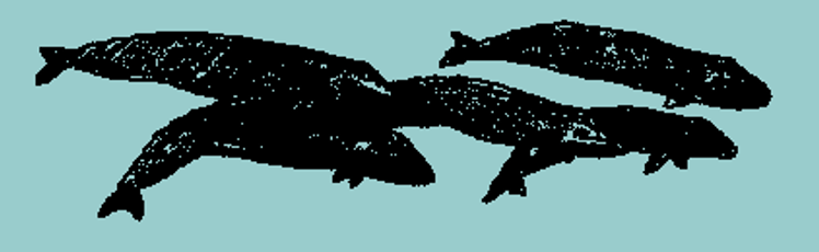 Group of whales