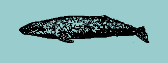 grey whale